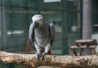 Gray African Parrot © Eak Ekkachai