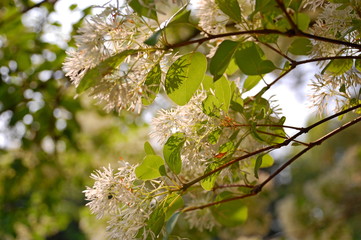 Little whiter flowers of Chinese Fringe-tree blooming in Spring in Taiwan