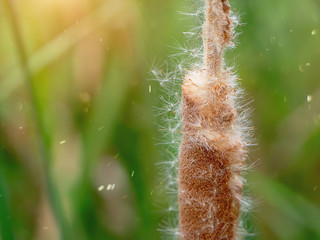 Narrow-leaved Cattail plant
