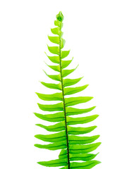 Fototapeta na wymiar Close up fern leaf on white background.