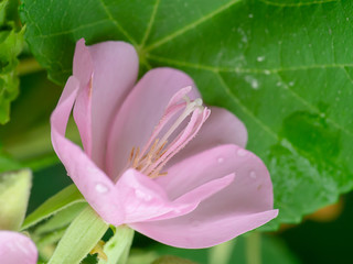 Close up of Pink Dombeya flower