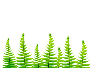 Close up fern leaf on white background.