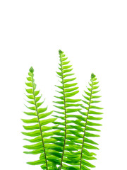 Close up fern leaf on white background.