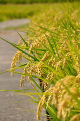 Golden rice field at harvest season in summer in a country in Taiwan