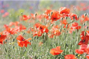 field with a lot of red poppies