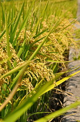 Golden rice field at harvest season in summer in a country in Taiwan