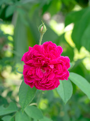 pink damask rose