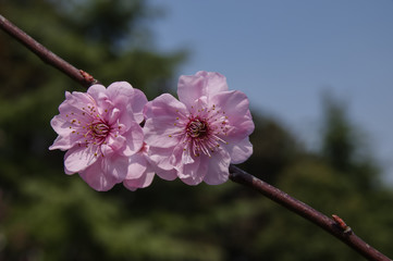 A Close-up of Small Pink Flowers