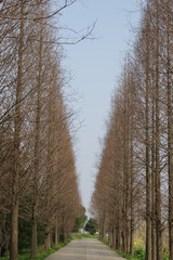 Straight and Tall Trees on Both Sides of Road