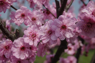 A Close-up of Small Pink Flowers
