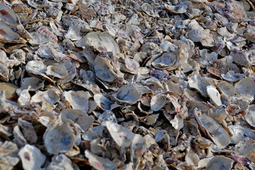Oyster shells at a beach in Changhua, Taiwan