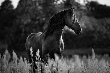 Friesen Hengst im Abendlicht © Max