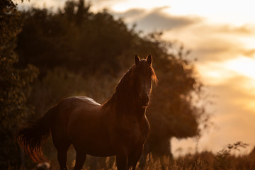 Friesen Hengst im Abendlicht