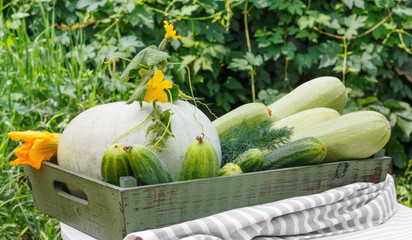 Harvest of ripe cucumber squash and pumpkin in  wooden box on  wooden table