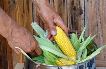 Farmer holding corn cobs in hand on the background of  wall