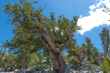 Bristle Cone Pine