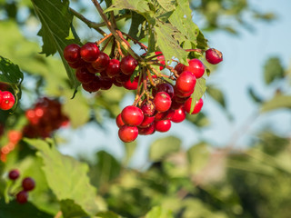 Branches of elderberry red close-up, macro