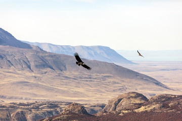 Condor Patagonie