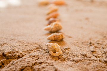shells, seashells, marine elements on beach sand background