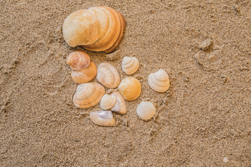shells, seashells, marine elements on beach sand background