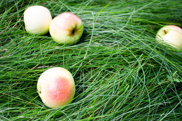 Green and red apples on the green grass
