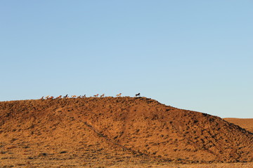 Galloping Horses