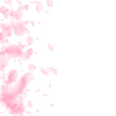 Sakura petals falling down. Romantic pink flowers gradient. Flying petals on white square background