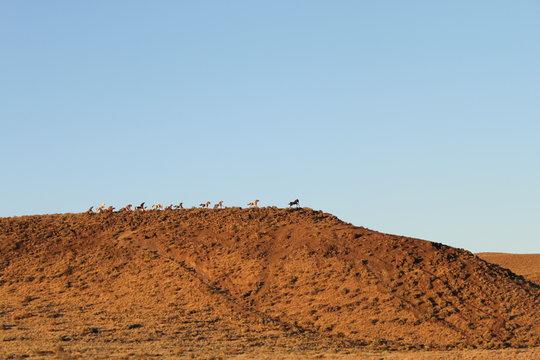 Galloping Horses