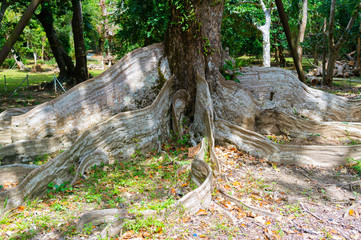 Old Heritiera littoralis Dryand buttress tree roots in Kenting national park Taiwan