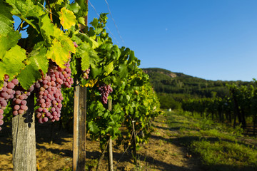 Fototapeta na wymiar vineyard red grapes
