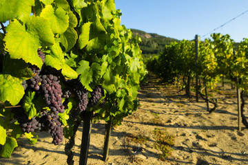 Fototapeta premium vineyard red grapes