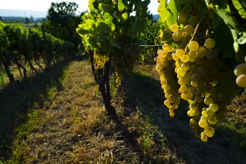 Papier peint photo Vignoble vineyard white grapes  © tstock