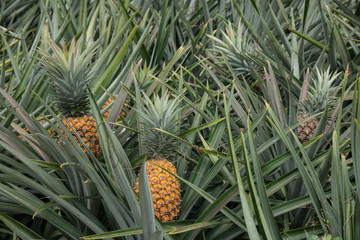 Obraz premium Pineapple tropical fruit in a farm at Sriracha City , Chonburi Province ,Thailand