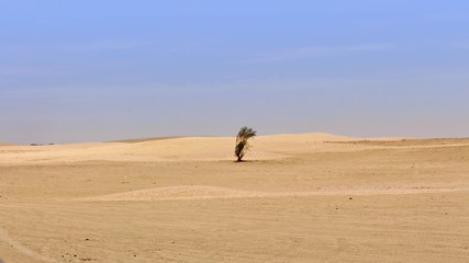 Fototapeta na wymiar kleiner busch mitten in der sahara wüste
