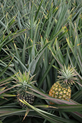 Obraz premium Pineapple tropical fruit in a farm at Sriracha City , Chonburi Province ,Thailand