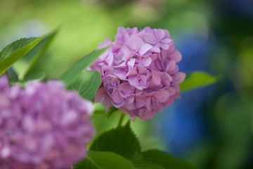 a bush of hydrangeas. beautiful floral background.