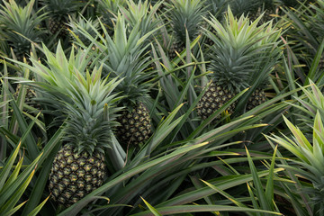 Obraz premium Pineapple tropical fruit in a farm at Sriracha City , Chonburi Province ,Thailand