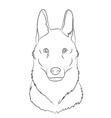 wolf portrait, lines, vector