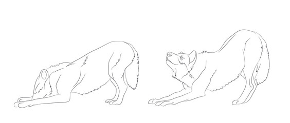 wolf stands, lines, vector