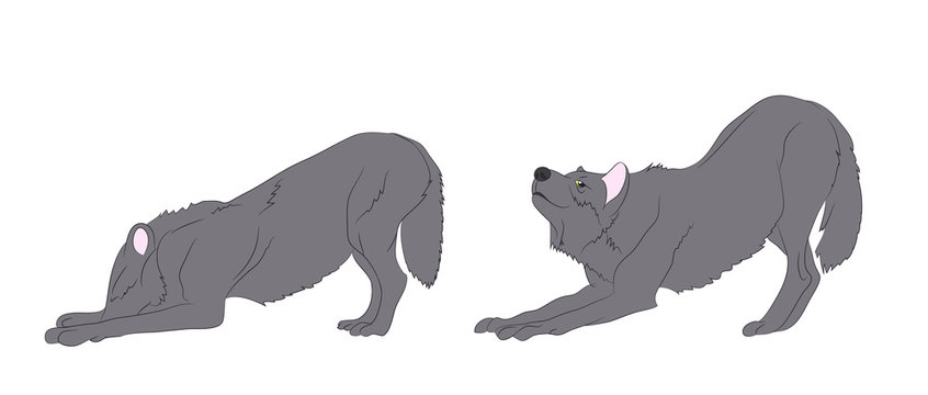 wolf stands, color vector