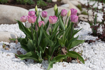 pink tulips sprinkled