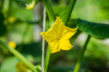 Blooming cucumber plant in the garden. Shallow depth of field.