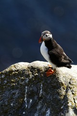 Atlantic Puffin sitting on cliff, bird in nesting colony, arctic black and white cute bird with colouful beak, bird on rock in front of blue sea background, Runde, Norway
