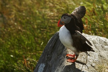 Atlantic Puffin sitting on cliff, bird in nesting colony, arctic black and white cute bird with colouful beak, bird on rock with grass in background, Runde, Norway, outstretched wings