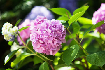 a bush of hydrangeas. beautiful floral background.