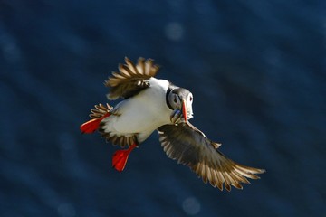 Colorful seabird, Fratercula arctica, Atlantic puffin with small sandeels in its beak flying against dark blue ocean. Close up photo. Wild Atlantic Puffin with fish and outstretched wings.