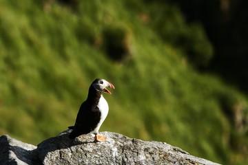 Atlantic Puffin sitting on cliff, bird in nesting colony, arctic black and white cute bird with colouful beak, bird on rock in front of blue sea background, Runde, Norway