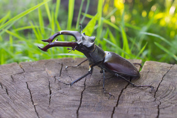 stag beetle closeup on wooden background with blurred green grass in the background. shallow depth of field
