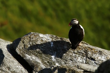 Atlantic Puffin sitting on cliff, bird in nesting colony, arctic black and white cute bird with colouful beak, bird on rock in front of blue sea background, Runde, Norway