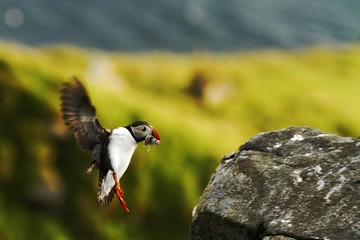 Colorful seabird, Fratercula arctica, Atlantic puffin with small sandeels in its beak flying against green background. Close up, wild black and white bird with fish and outstretched wings.